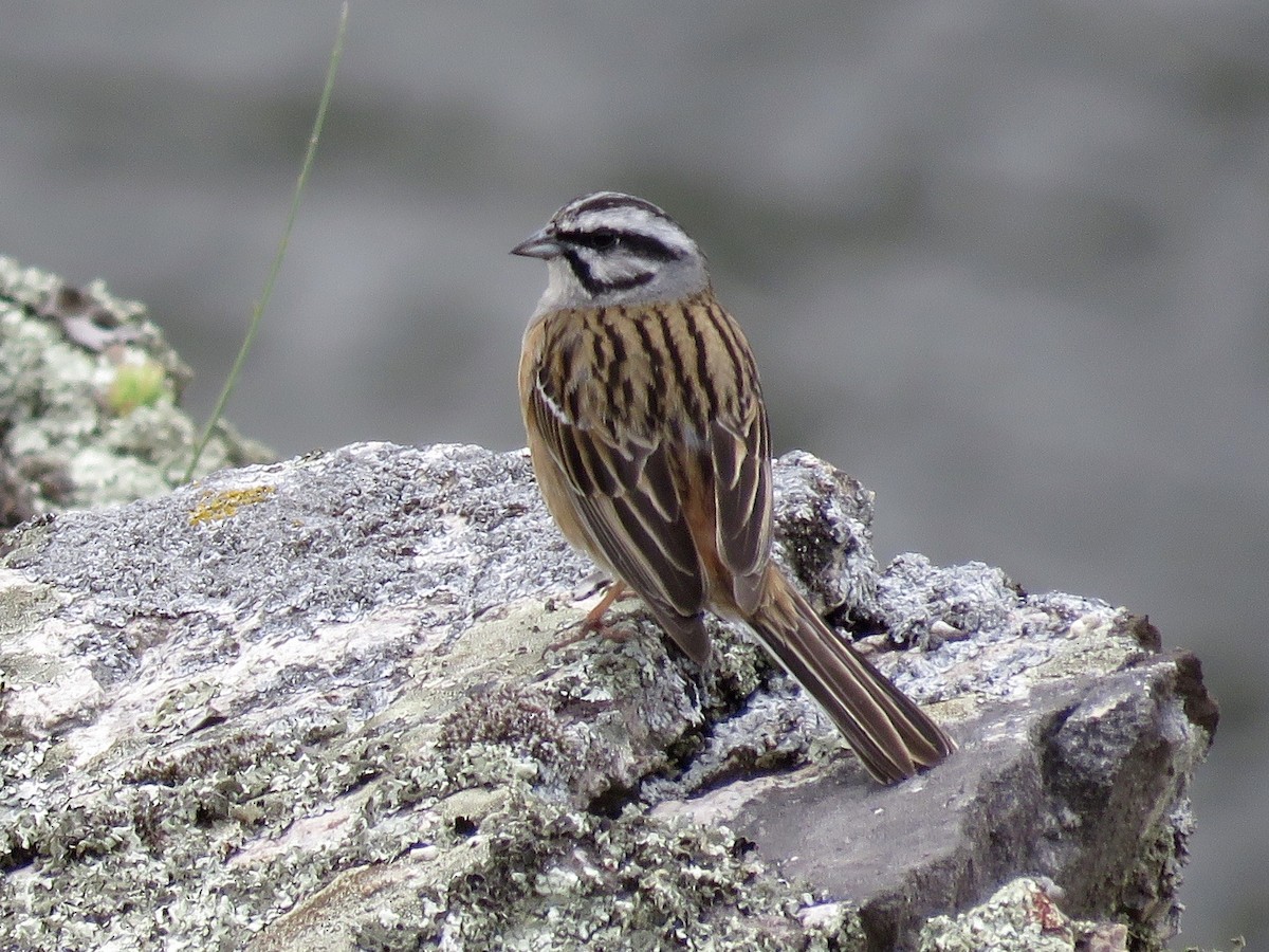 Rock Bunting - ML610390752