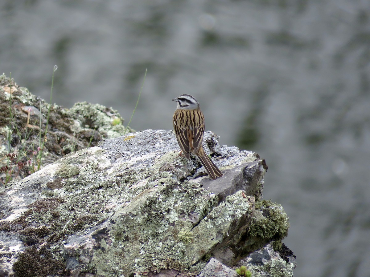 Rock Bunting - ML610390754