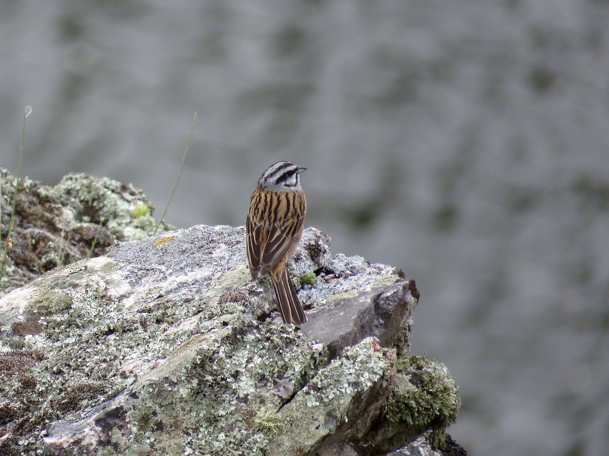 Rock Bunting - Simon Pearce