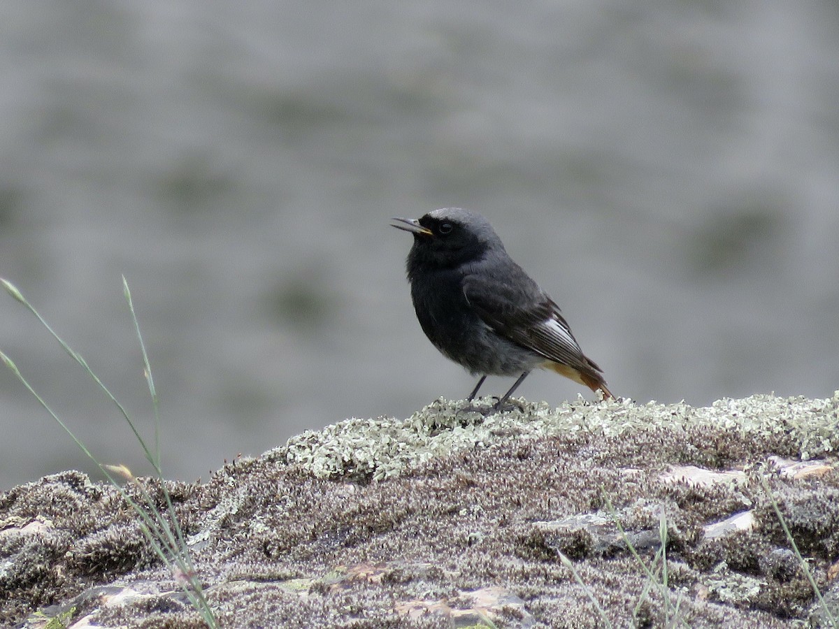 Black Redstart - ML610390770