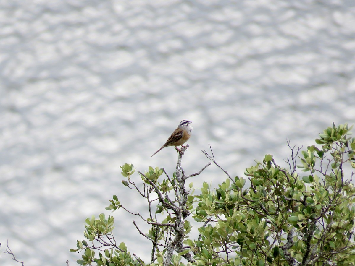 Rock Bunting - ML610390774