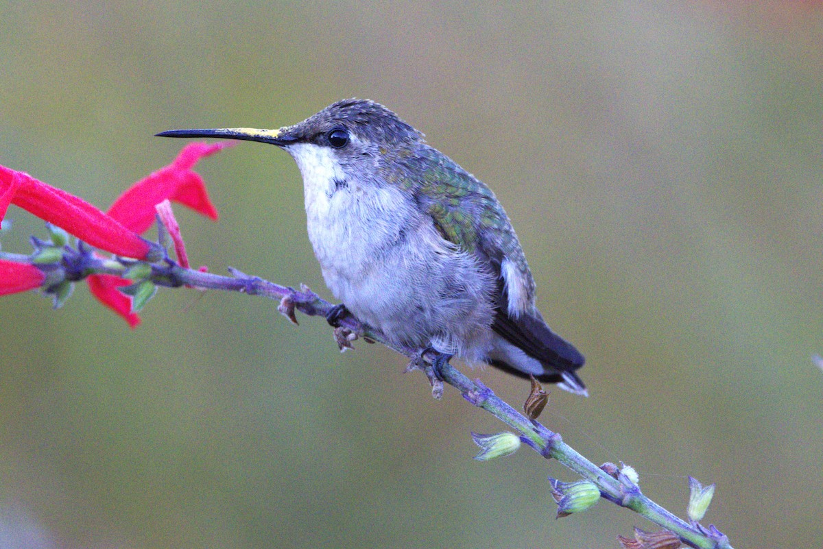 Ruby-throated Hummingbird - ML610390793