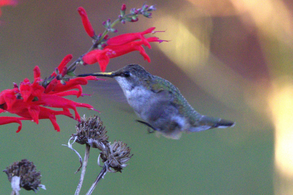 Ruby-throated Hummingbird - ML610390798