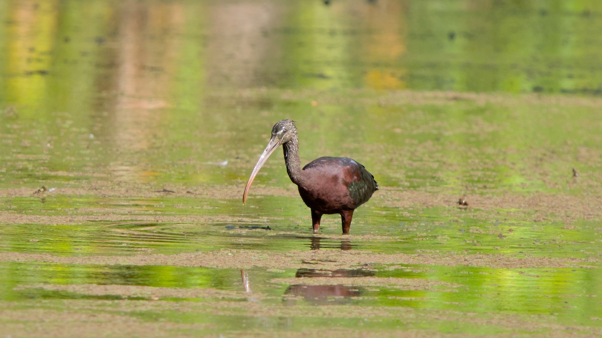 Glossy Ibis - ML610390801