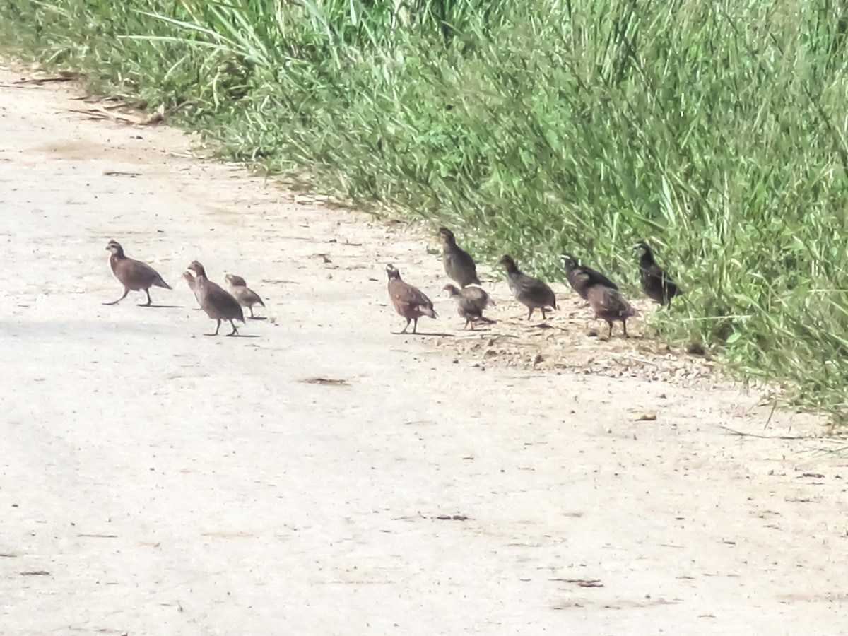 Northern Bobwhite - Serguei Alexander López Perez