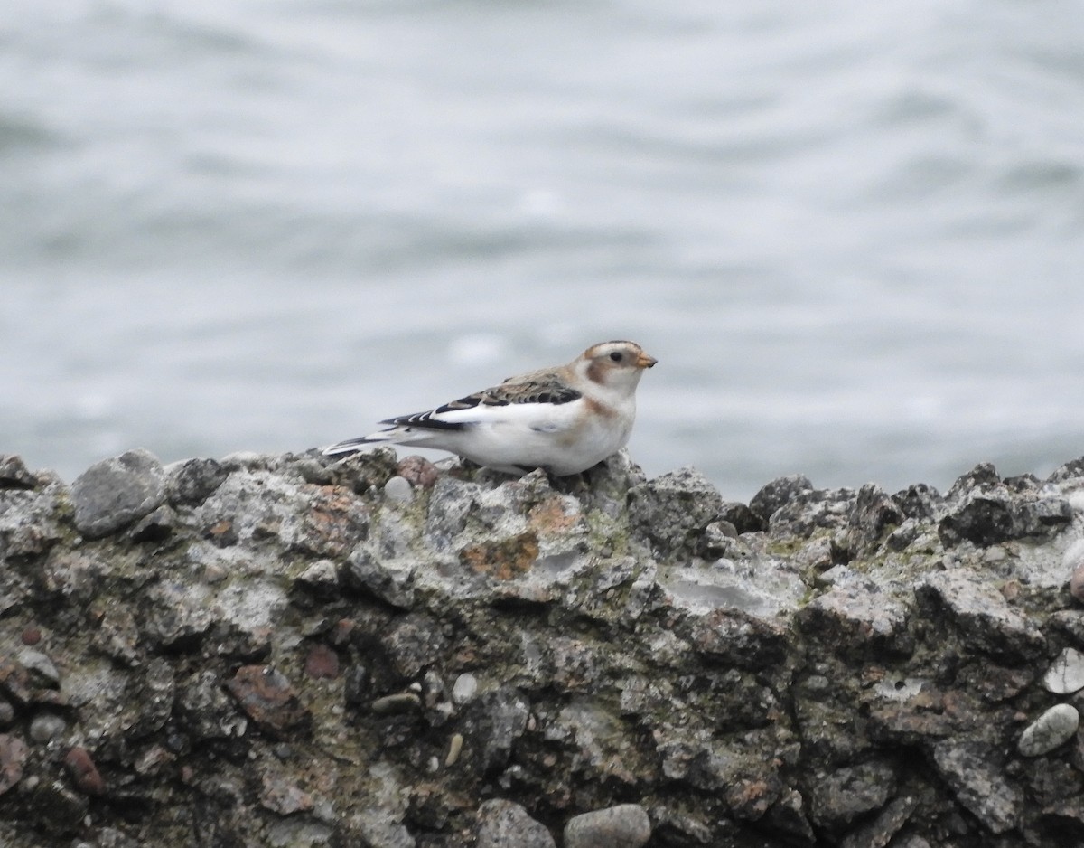 Snow Bunting - ML610391056