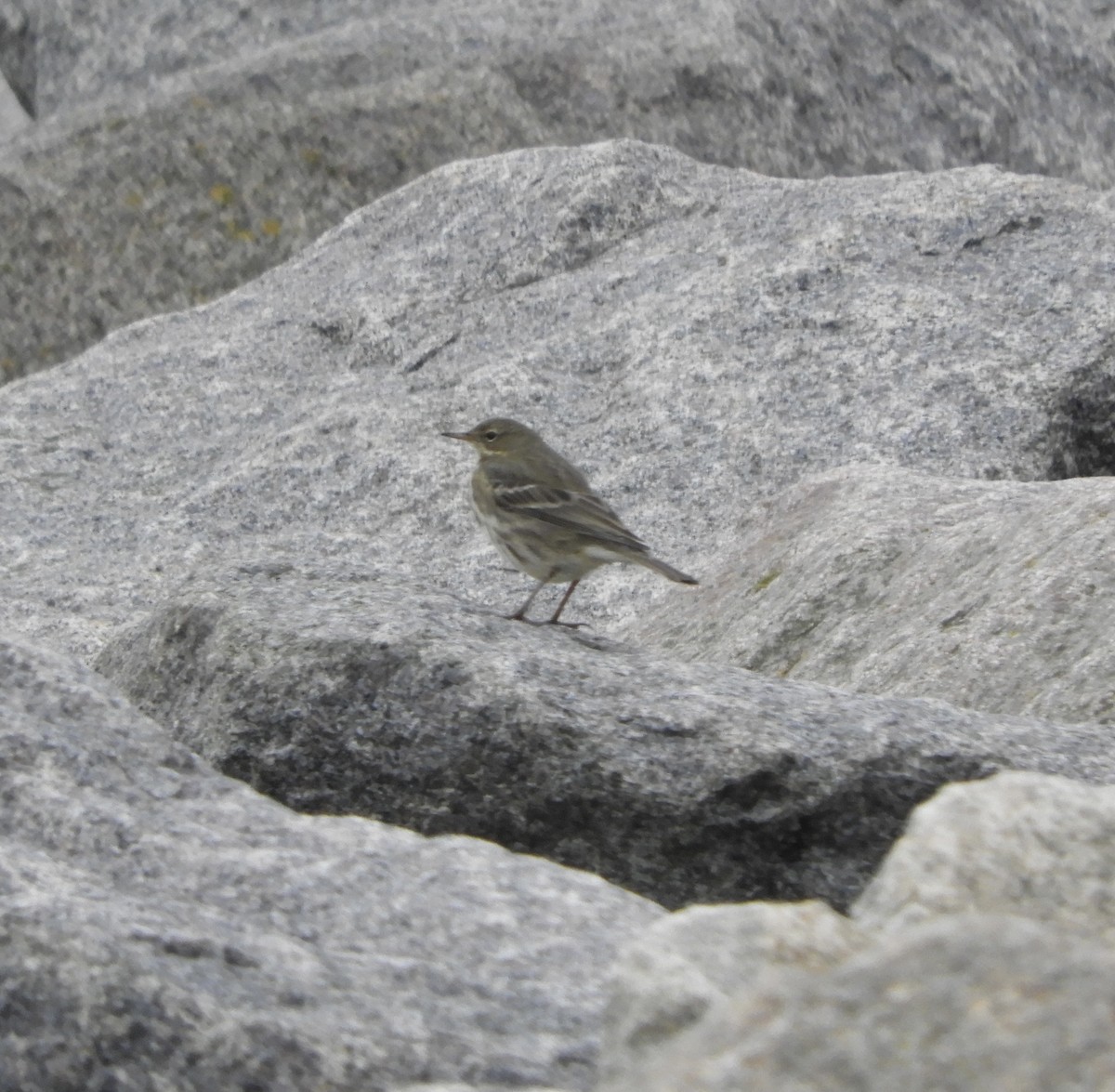 Rock Pipit - ML610391061