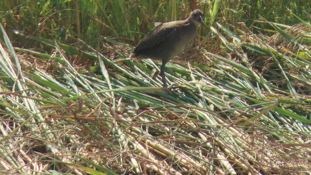 Slaty-breasted Rail - ML610391084