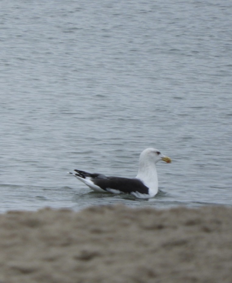 Great Black-backed Gull - ML610391089