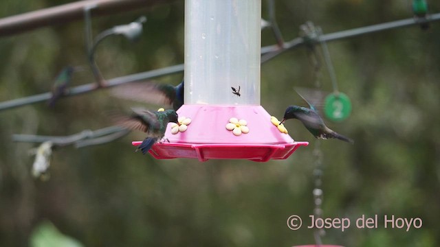 Indigo-capped Hummingbird - ML610391112