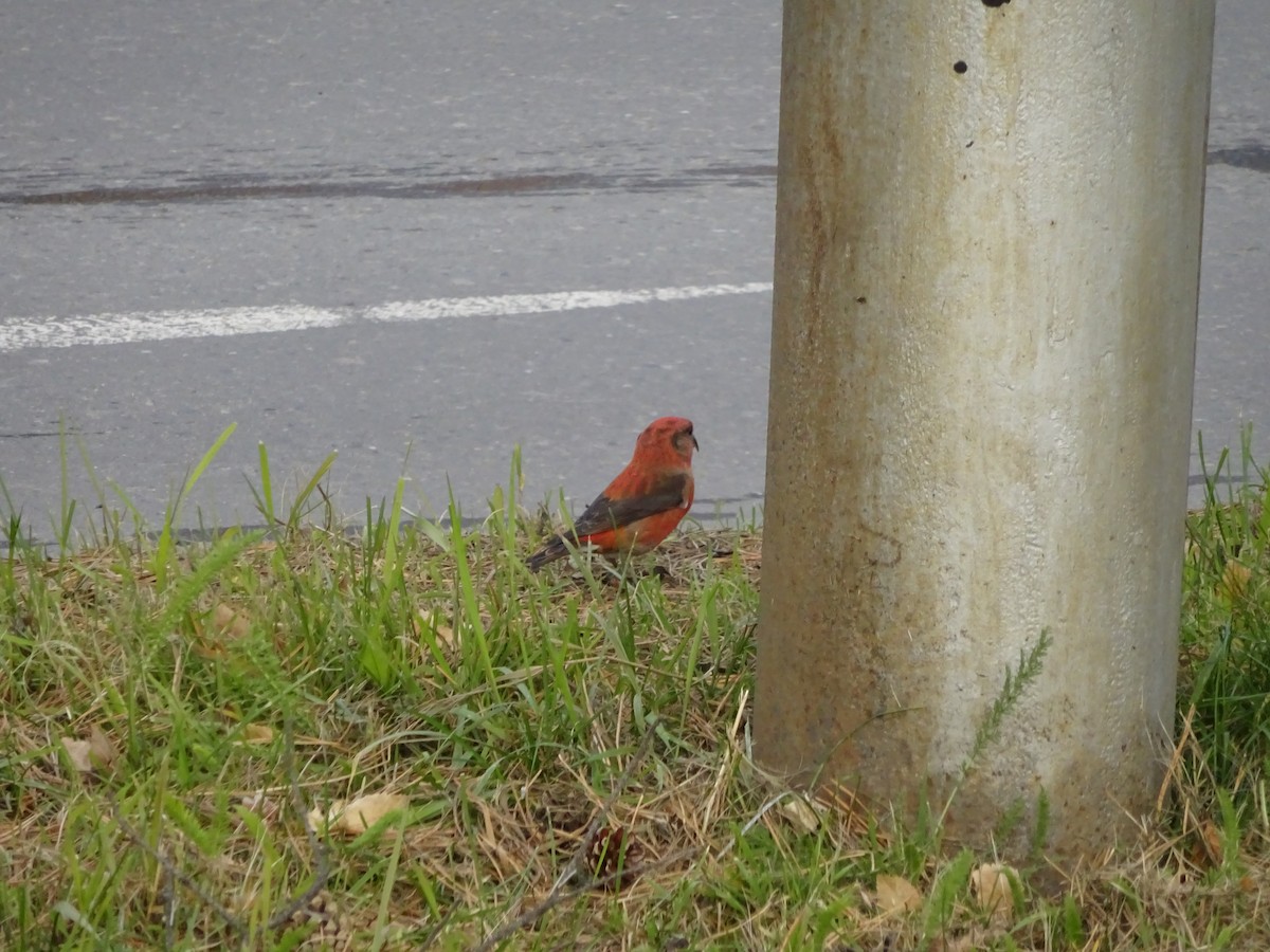 Red Crossbill - ML610391144