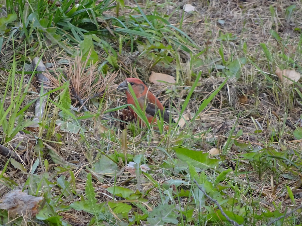 Red Crossbill - ML610391149