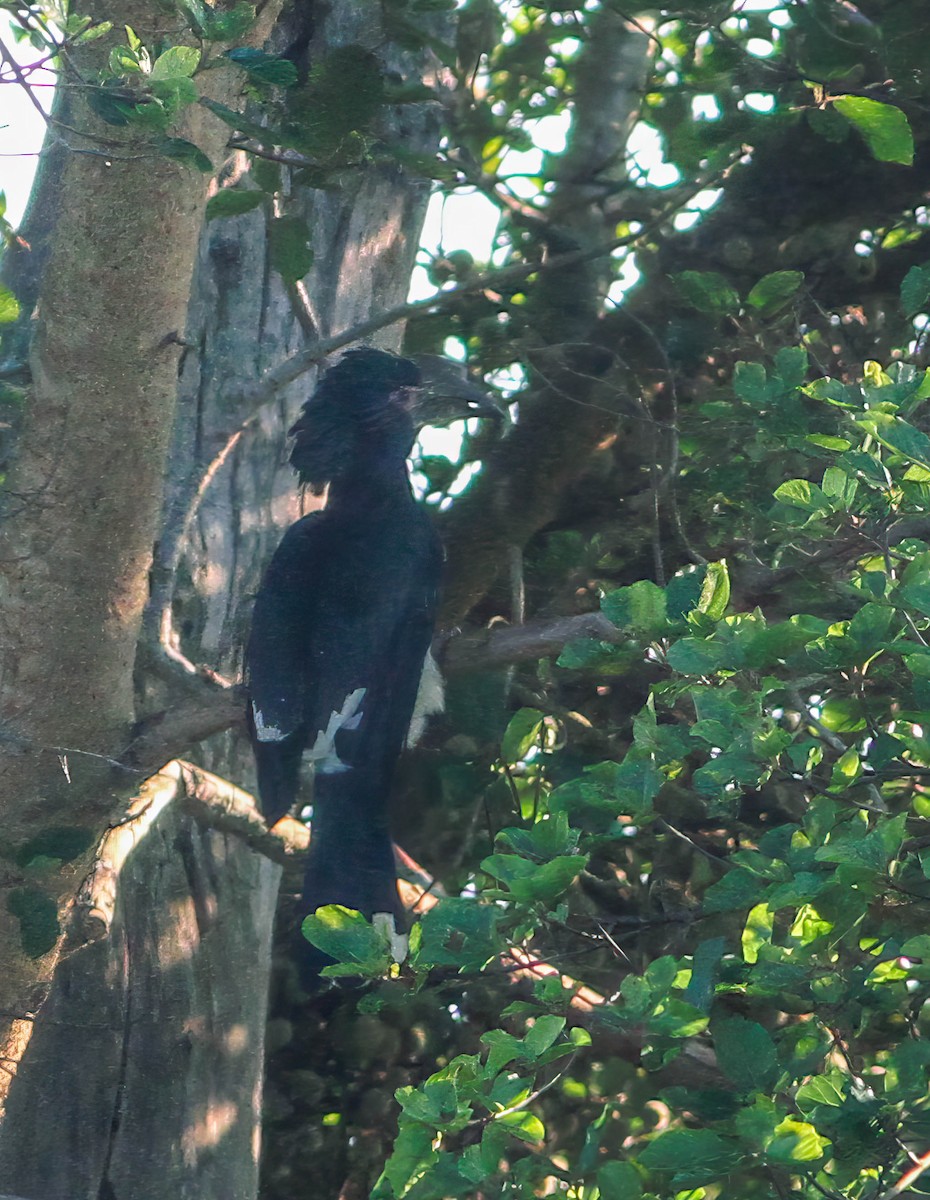 Trumpeter Hornbill - Per Smith