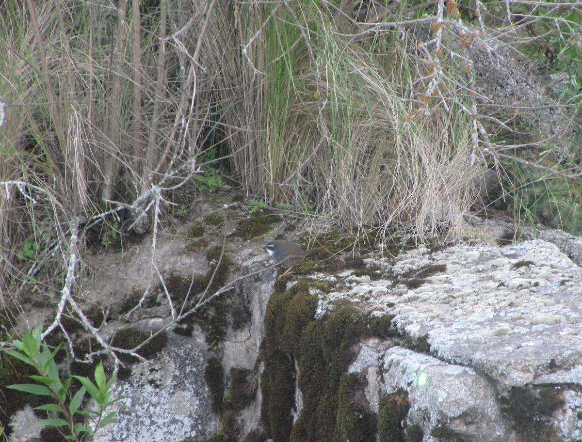 White-browed Tapaculo - ML610391325