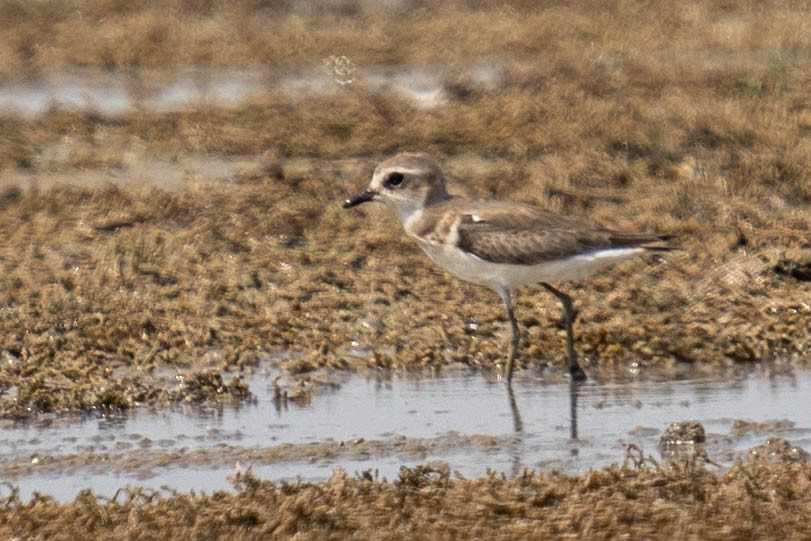 Kentish Plover - ML610391336