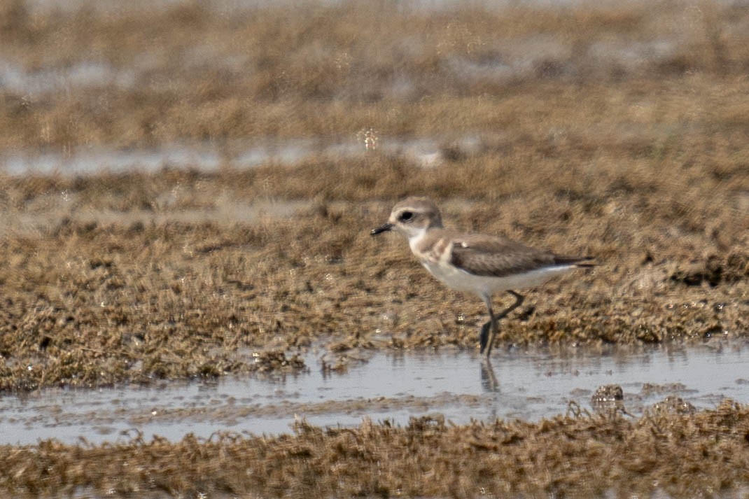 Kentish Plover - ML610391337