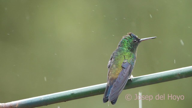 Indigo-capped Hummingbird - ML610391353