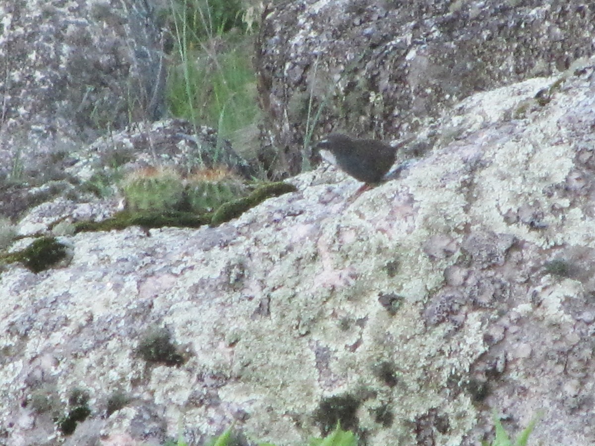 White-browed Tapaculo - ML610391394