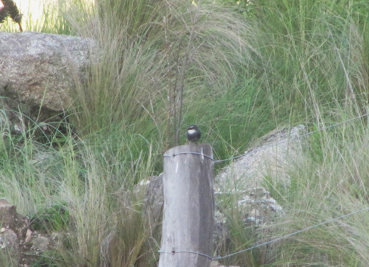 White-browed Tapaculo - ML610391400