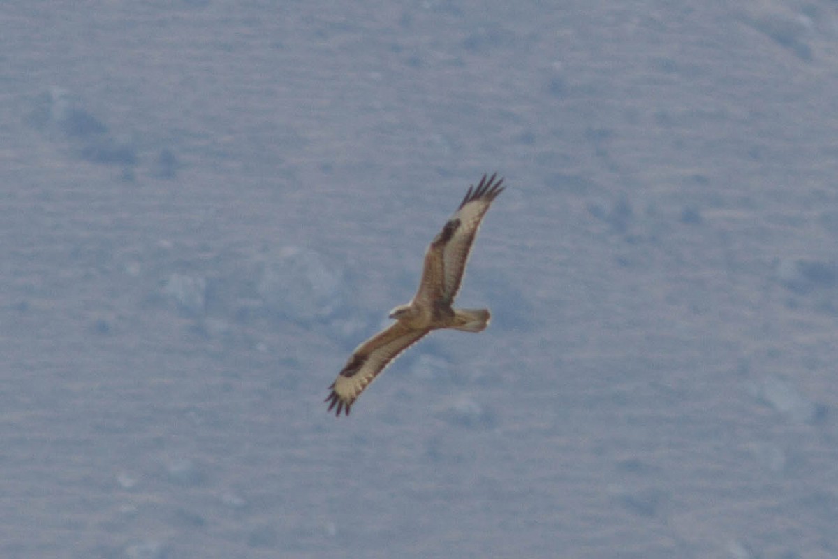 Long-legged Buzzard - ML610391409