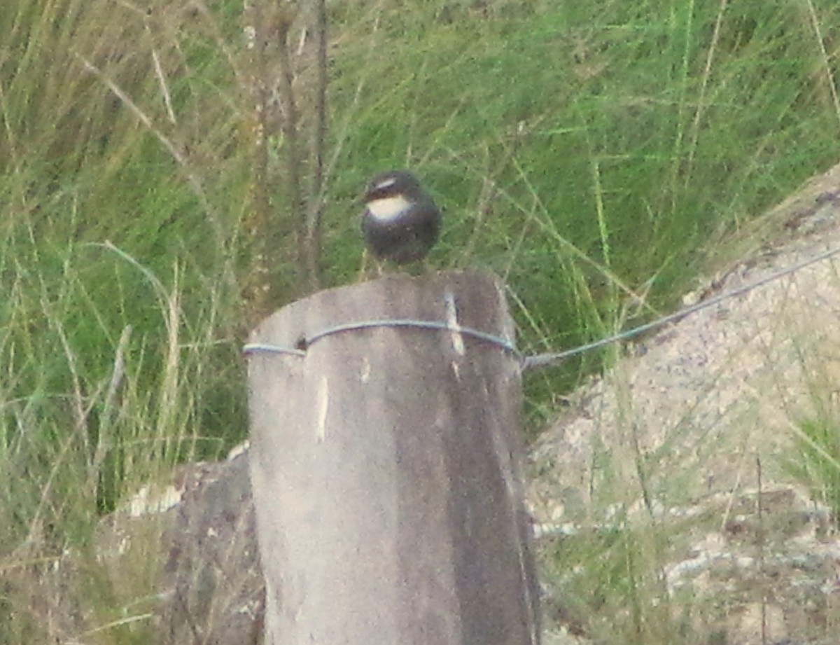 White-browed Tapaculo - ML610391415