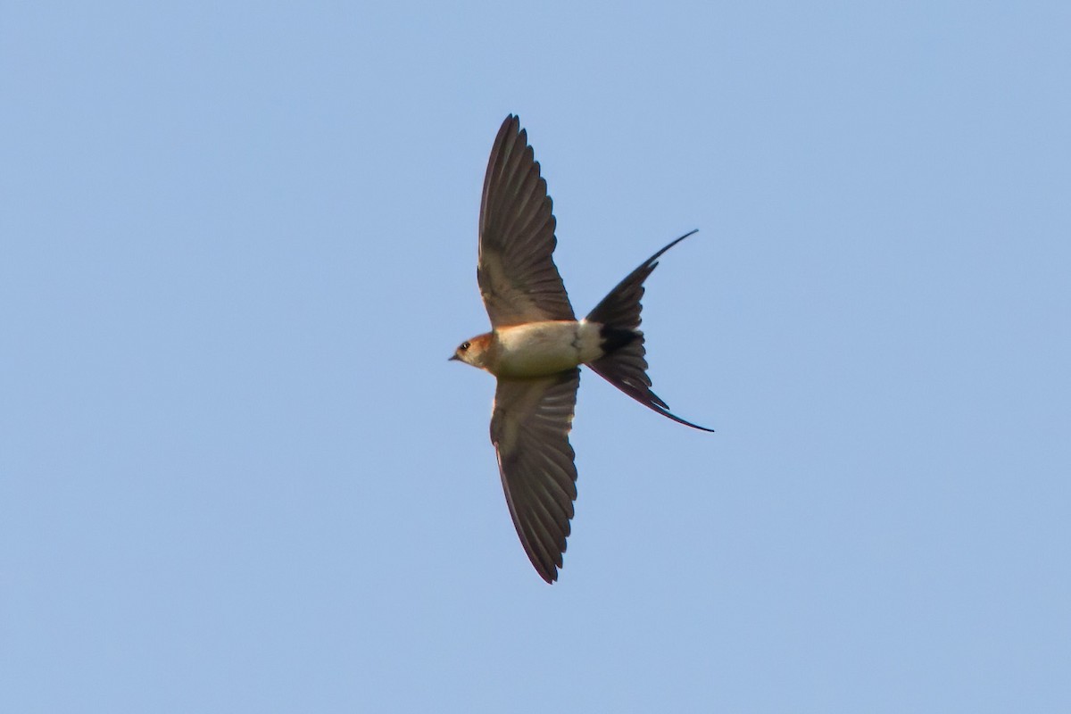 Red-rumped Swallow (Red-rumped) - ML610391471