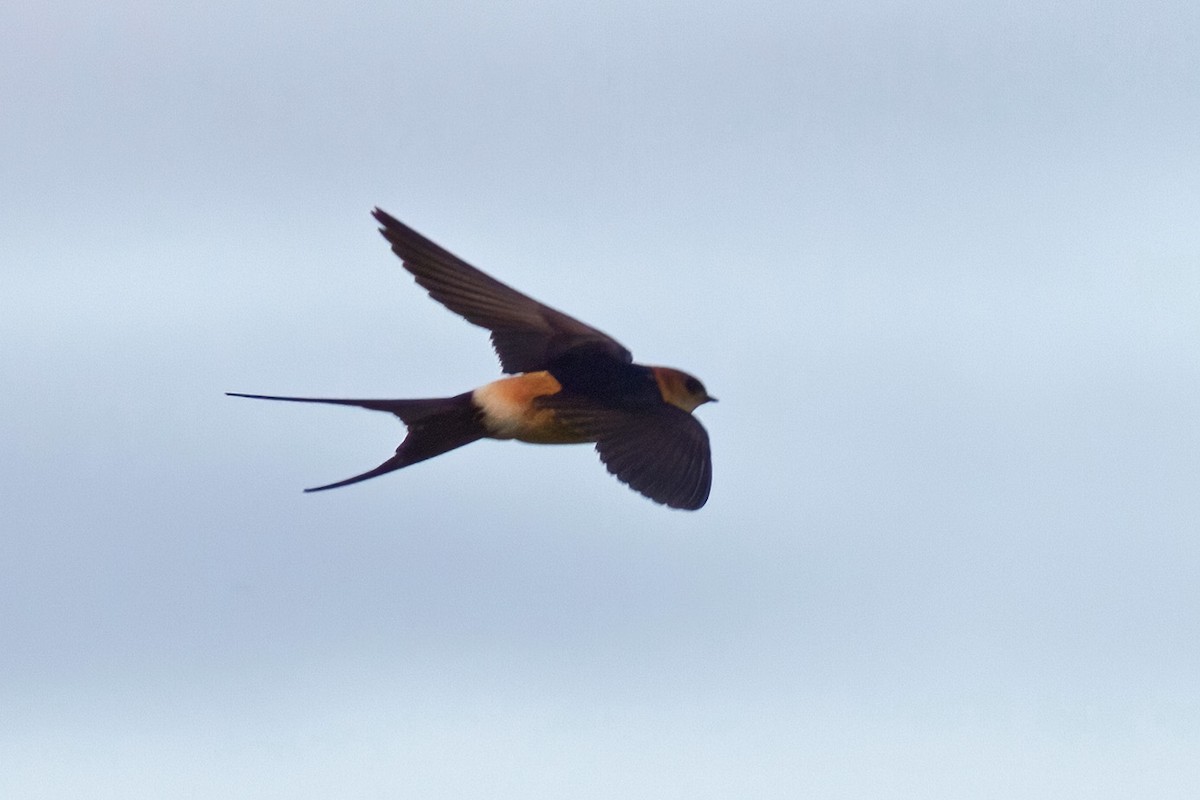 Red-rumped Swallow (Red-rumped) - ML610391474