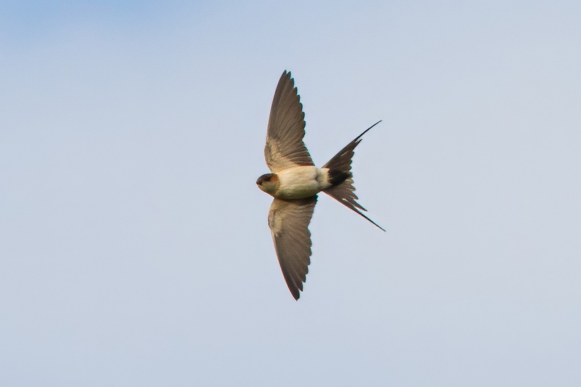 Red-rumped Swallow (Red-rumped) - ML610391475