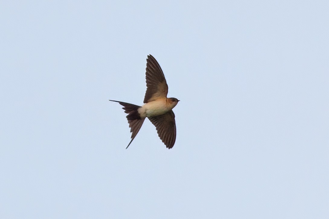 Red-rumped Swallow (Red-rumped) - ML610391477