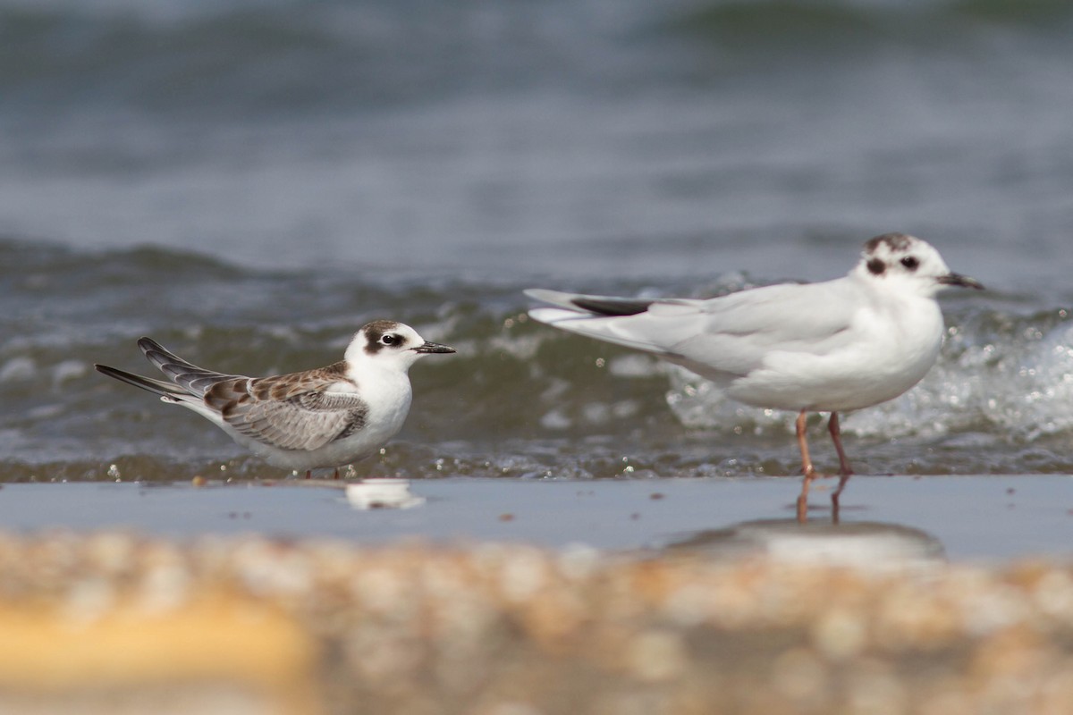 rybák bělokřídlý - ML610391483