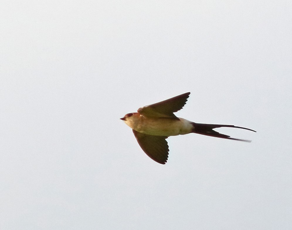 Red-rumped Swallow (Red-rumped) - ML610391489