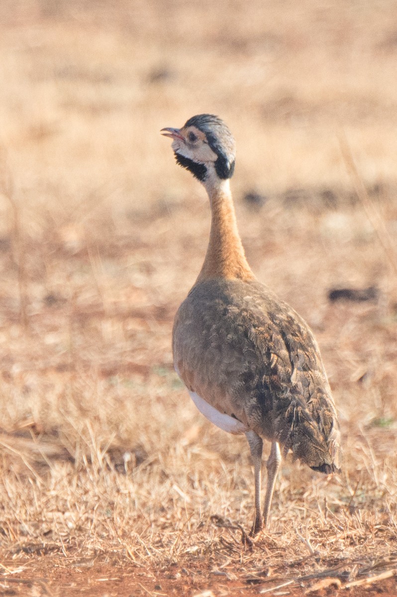 Sisón Senegalés (barrowii/mackenziei) - ML610391522