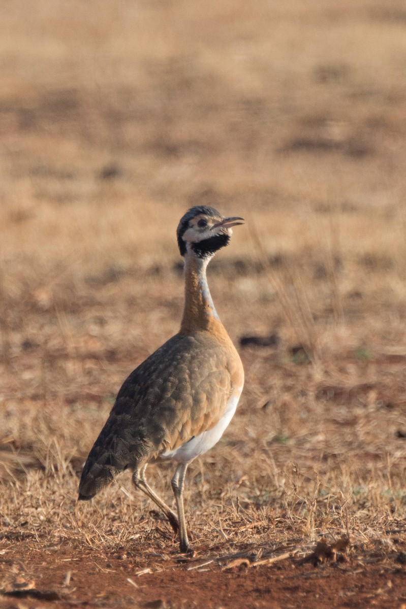 セネガルショウノガン（barrowii／mackenziei） - ML610391523