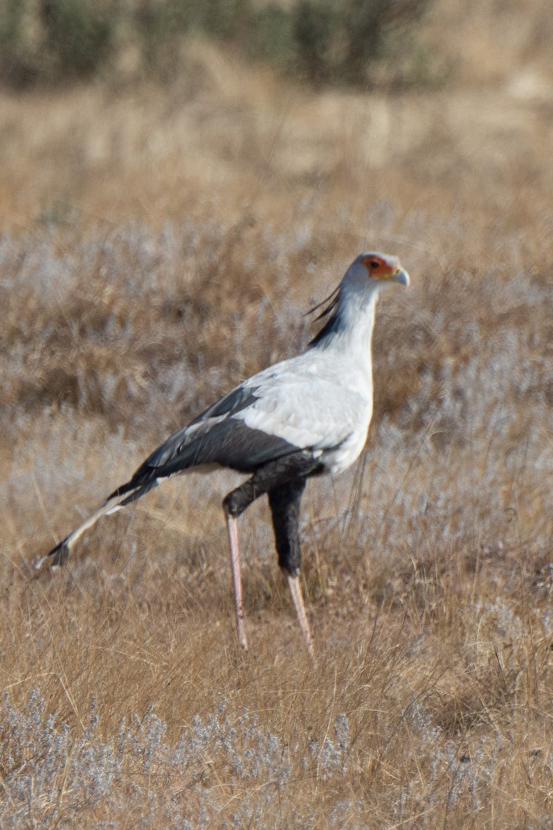 Secretarybird - William Stephens