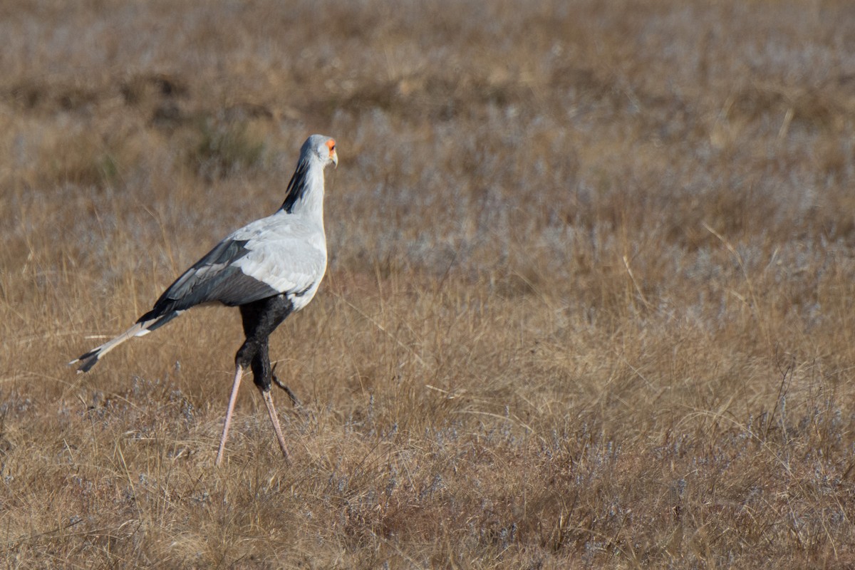 Secretarybird - William Stephens