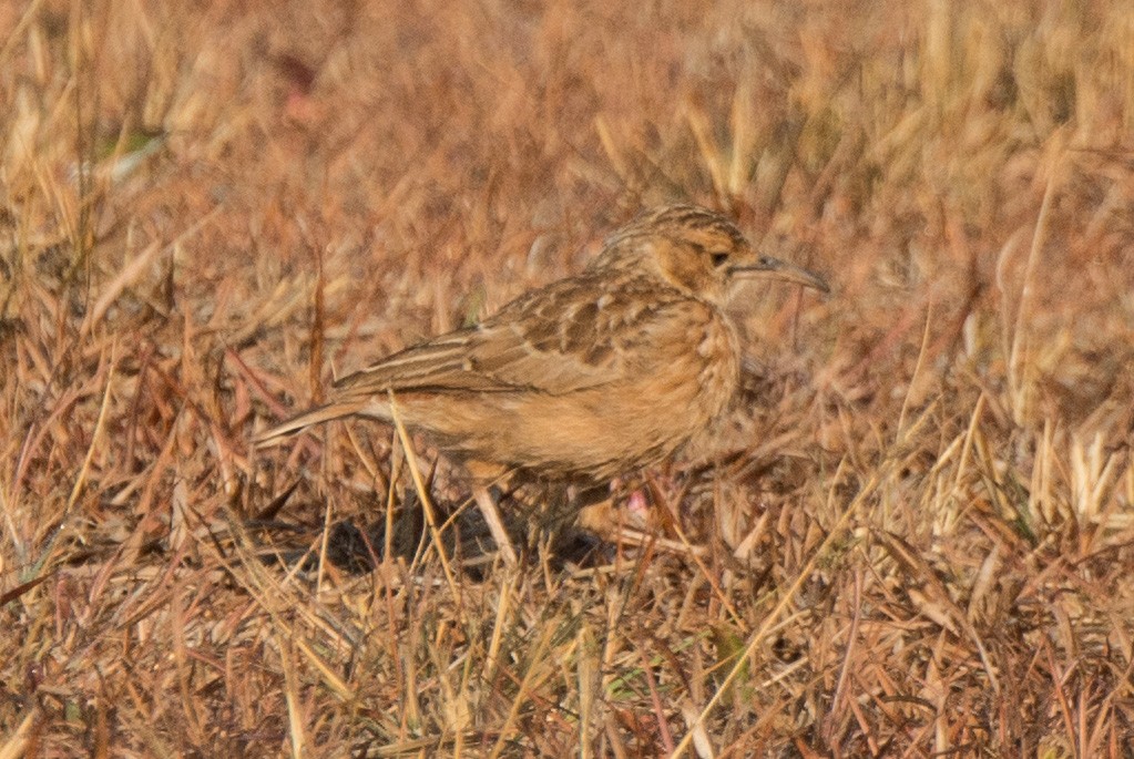 Spike-heeled Lark - ML610391567