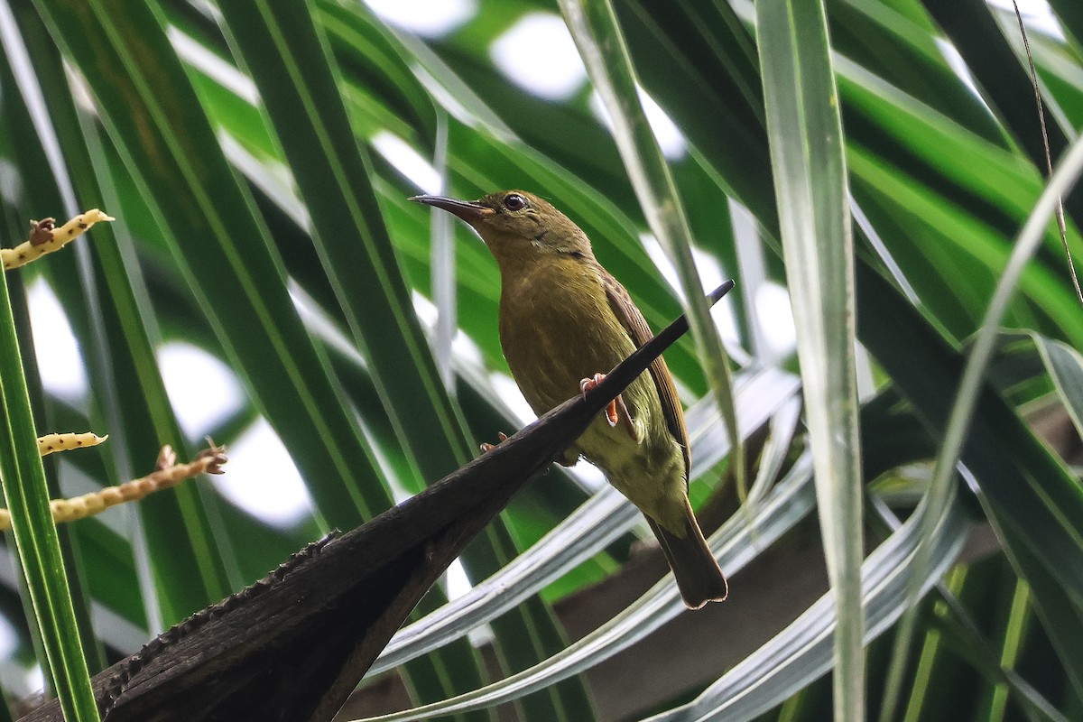 Red-throated Sunbird - ML610391576