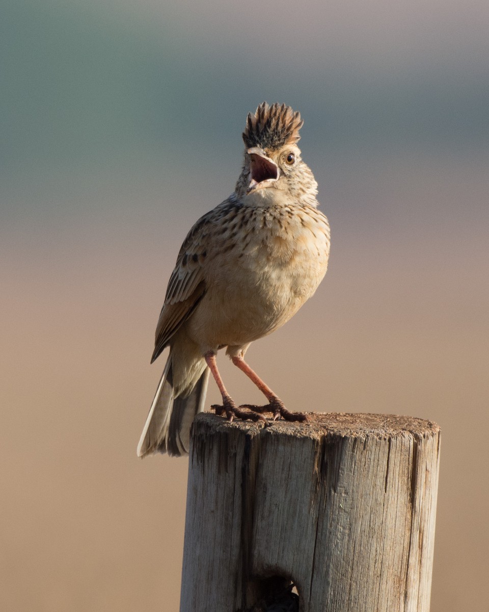 Rufous-naped Lark - ML610391581