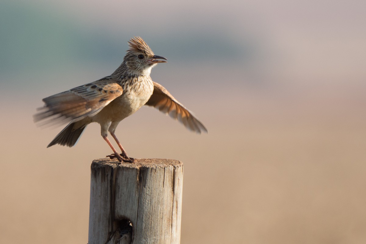 Rufous-naped Lark - ML610391583