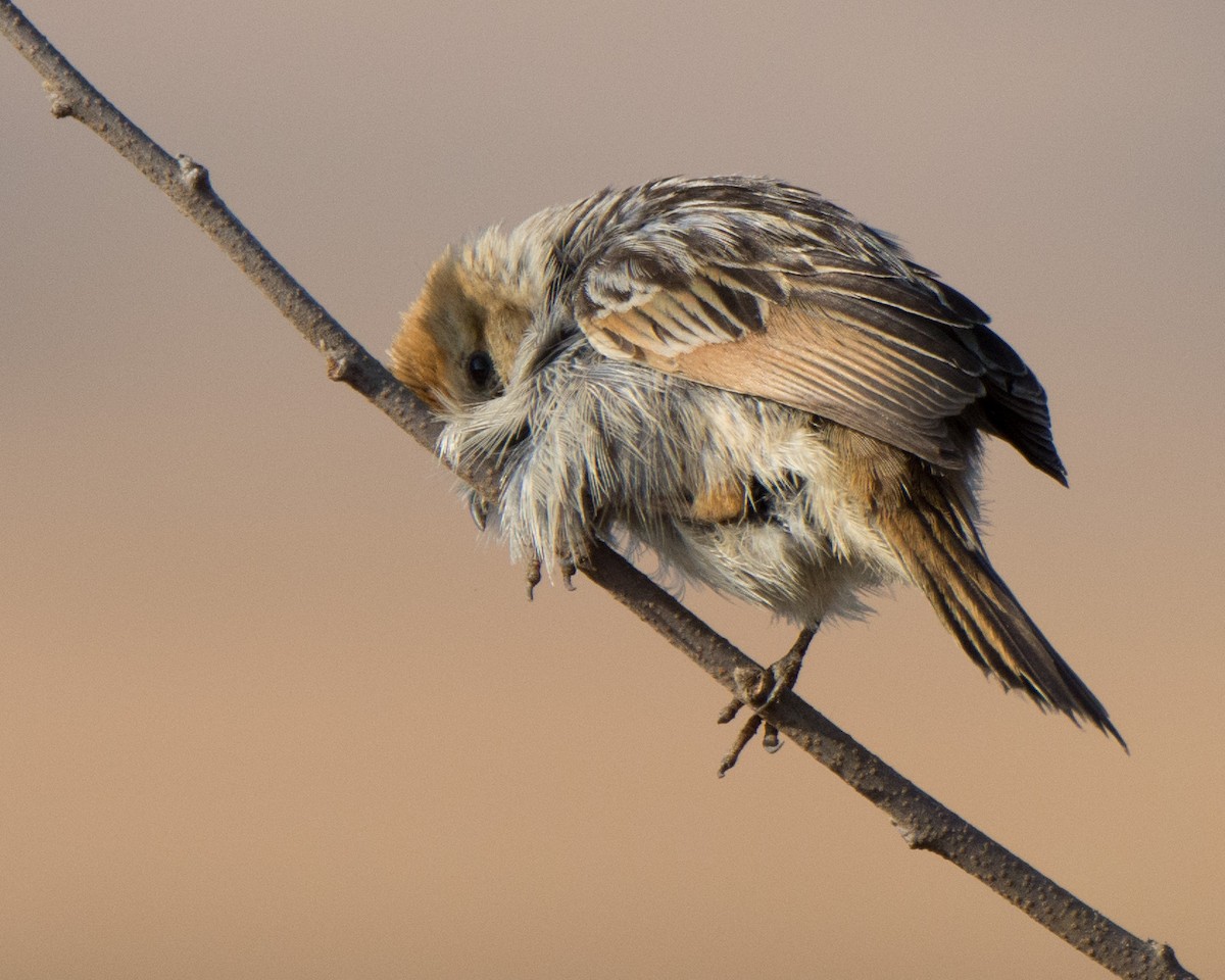 Levaillant's Cisticola - ML610391585