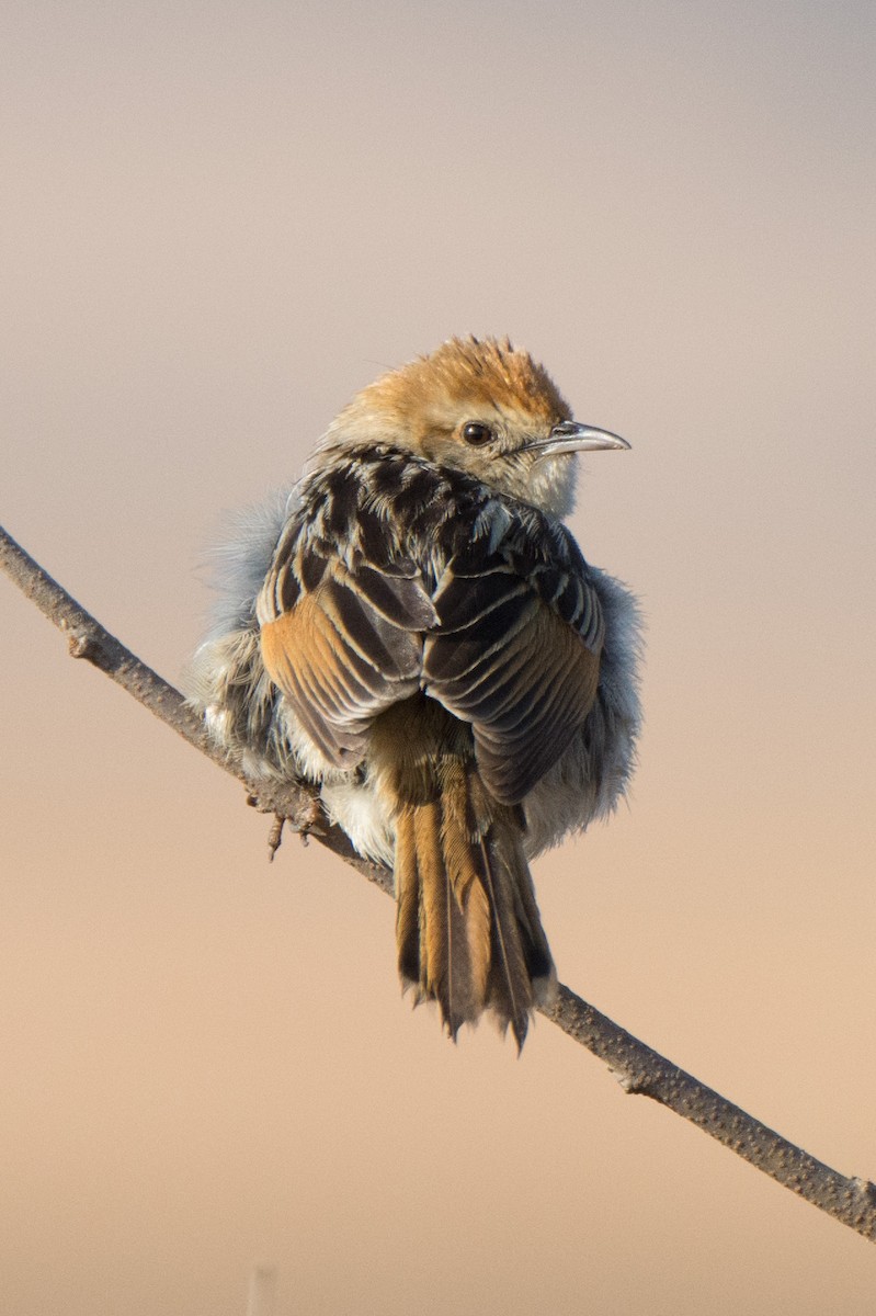 Levaillant's Cisticola - ML610391586