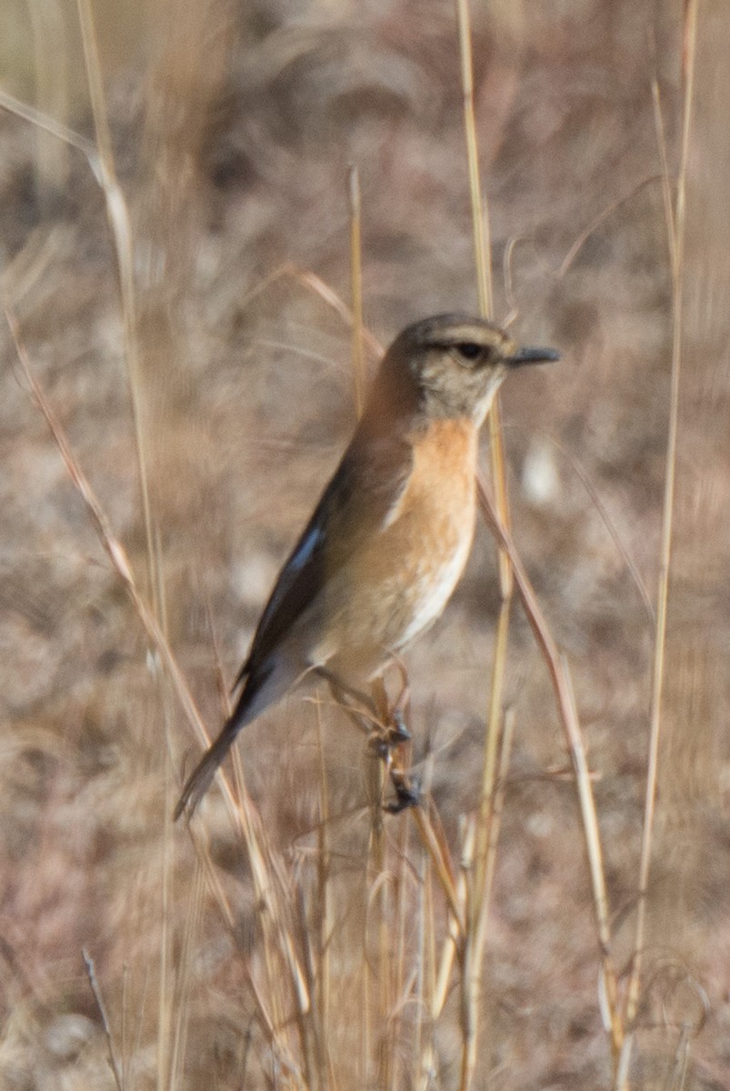 African Stonechat - ML610391637