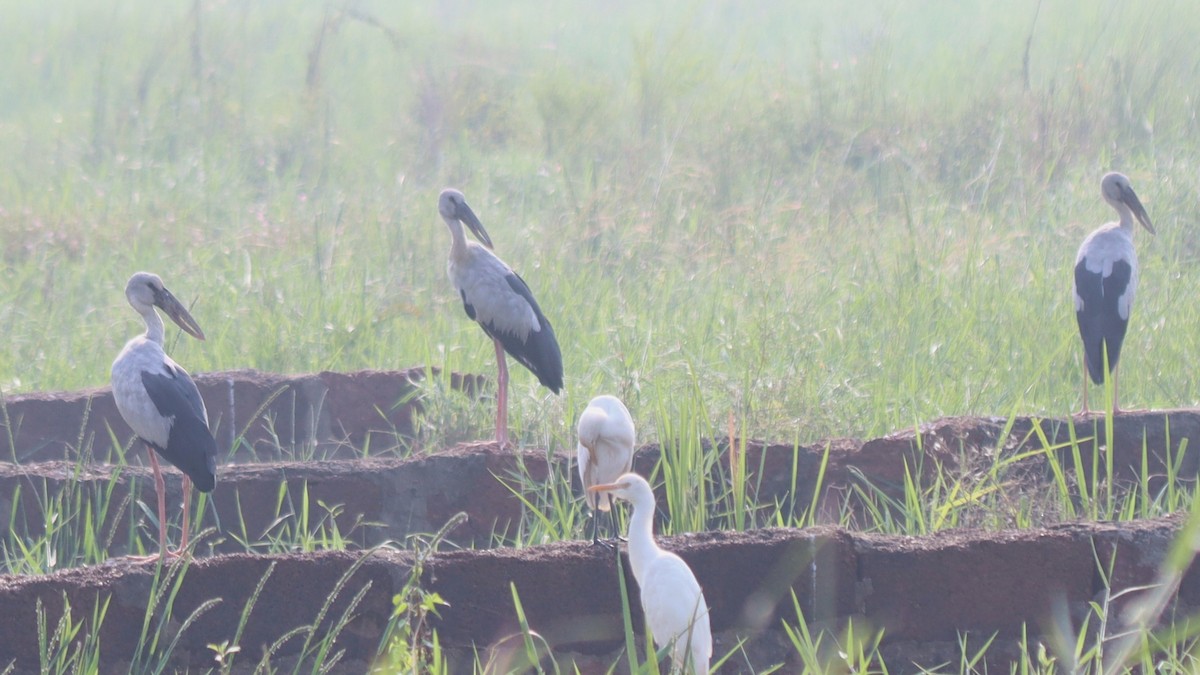 Asian Openbill - ML610391642