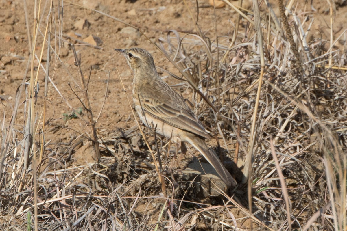 Nicholson's Pipit - ML610391648