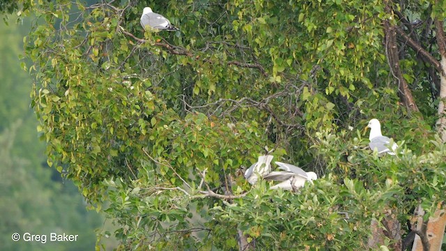 Short-billed Gull - ML610391686