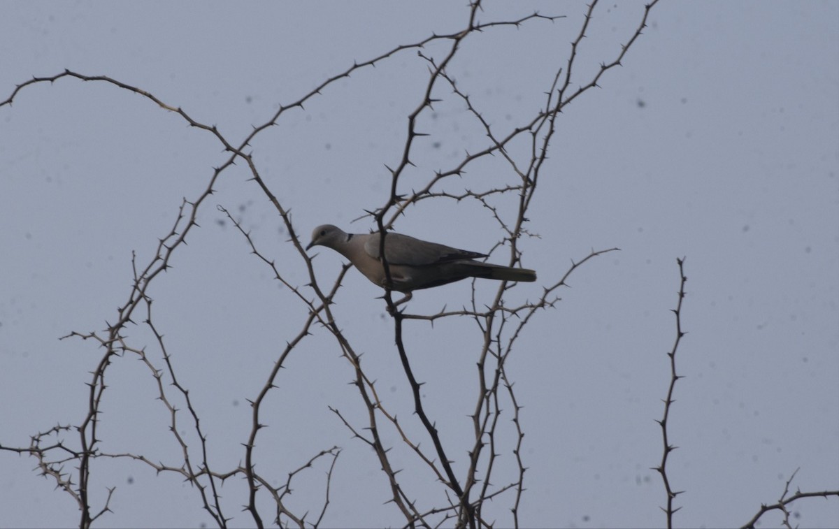 Eurasian Collared-Dove - ML610391715