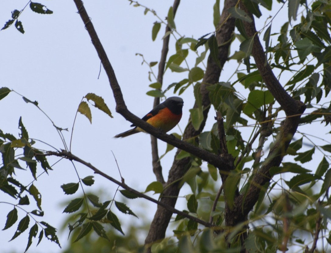 Small Minivet - ML610391730