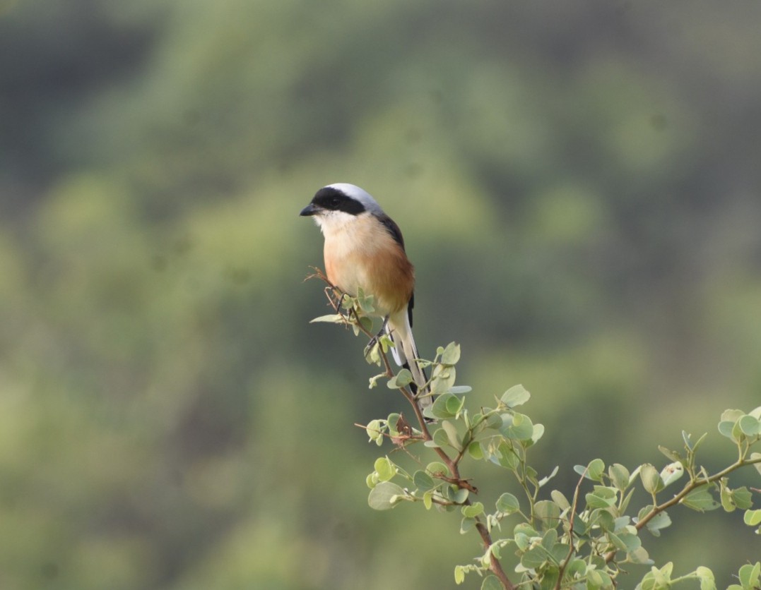 Bay-backed Shrike - ML610391731