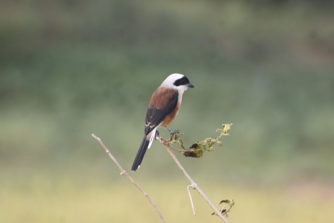 Bay-backed Shrike - ML610391732