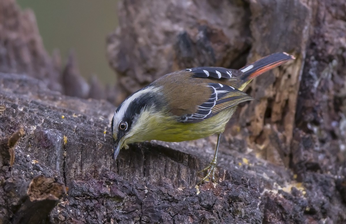 Red-tailed Minla - ML610391754